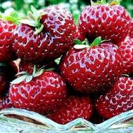 Саджанець Суниця садова (полуниця) Маре де Буа в контейнері